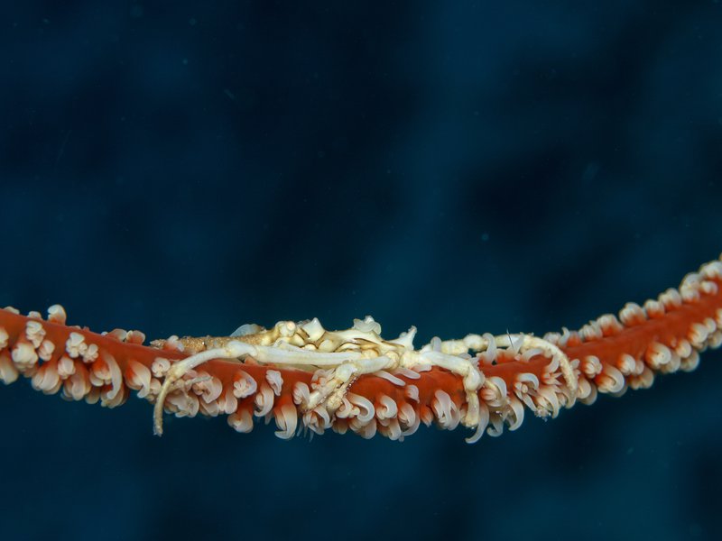 Meno Wall, Spider Crab